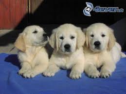 Bessy + Betty +Bess
