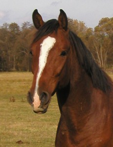 kippi