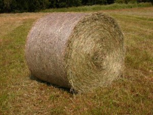 seno pre koňa na 2 dni